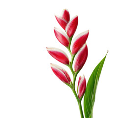 Fototapeta premium Heliconia flower with red and white petals and green leaves isolated on white background. Tropical flower.
