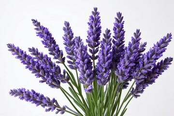 lavender flowers in a vase on a white background