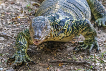 Asian Water Monitor lizard (Varanus salvator) at Lumphini Park, Bangkok, Thailand. Walking towards camera; front claw spread. 
