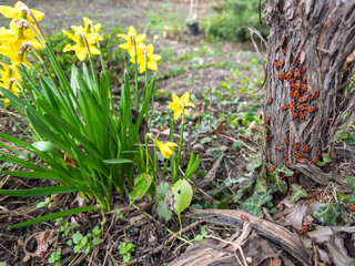 Bright yellow daffodils grow beside a tree trunk covered in numerous firebugs, surrounded by green ivy, dry twigs, and a springtime garden landscape.