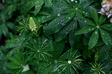 Lush green leaves glisten with rain droplets in a serene garden setting during a quiet morning