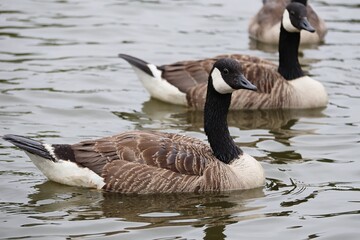 Wild geese on a lake