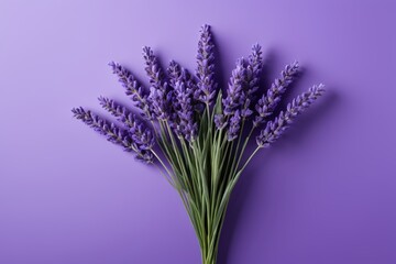 Fototapeta premium lavender flowers on a purple background with copy space for text