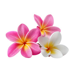 Three plumeria flowers, two pink and one white, isolated on a white background. Floral, tropical, and botanical concept.
