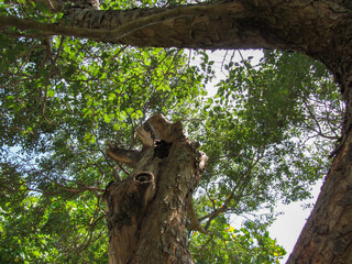 青空を背景にした古木と新緑の葉