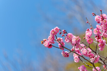 青空に映える八重咲きの紅梅