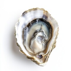 Fresh oyster shell, open