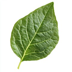 Obraz premium Single Green Leaf Close-up