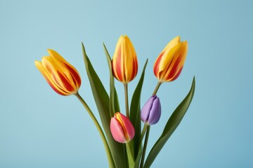 Fototapeta premium there are three different colored tulips in a vase on a table