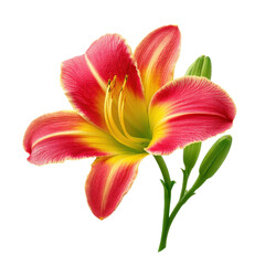 Vibrant daylily flower with red and yellow petals and green buds, isolated on white. Floral beauty, nature's elegance.