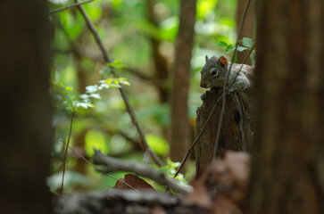 Indochinese ground squirrel, Berdmore's ground squirrel(Menetes berdmorei) jumps on a dry tree stump in a dry dipterocarp forest in northern Thailand.