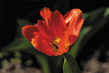red tulip flower