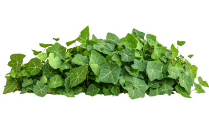Fresh Kudzu Isolated on White Background - Professional Quality Stock Photo