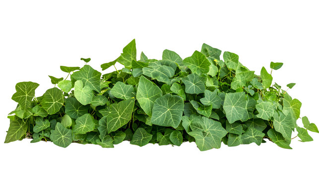 Fresh Kudzu Isolated on White Background - Professional Quality Stock Photo
