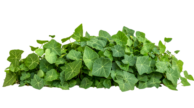 Fresh Kudzu Isolated on White Background - Professional Quality Stock Photo