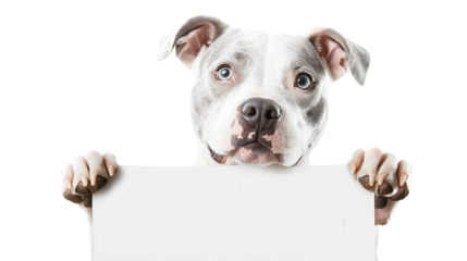 White Pitbull Dog Holding Blank White Banner in Paws for Advertising
