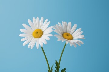 there are two white daisies in a vase on a blue background