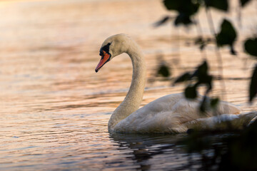 Schwan im abendlicht