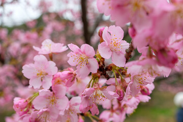 満開の河津桜の花