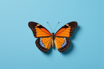 Obraz premium a close up of a butterfly on a blue surface