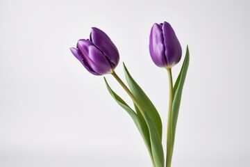 purple tulips in a vase on a white background