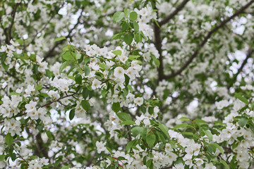 Blossoming white flowers on tree branches in springtime sunny park