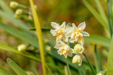 咲き始めたニホンズイセンの花
