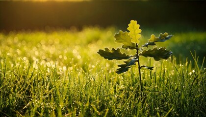 Sunrise Illuminates Young Oak Tree Sprout in Dewy Grass