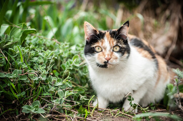 Dreifarbige Glückskatze kauert im Garten vor Katzenminze Nepeta cataria