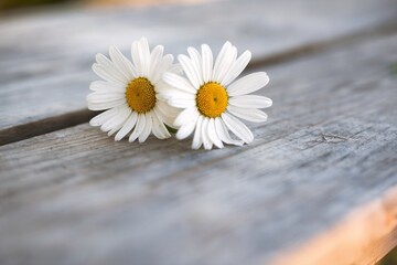 Obraz premium Two White Daisies on a Rustic Wooden Surface Outdoors