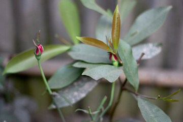 red flower on a tree branch, green leaves, and a blurred background