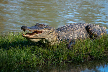 American alligator with it's mouth wide open showing dangerous teeth