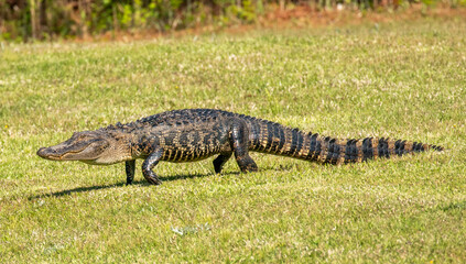 American alligator walking across a grassy area
