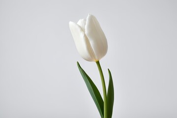 there is a white tulip in a vase on a table