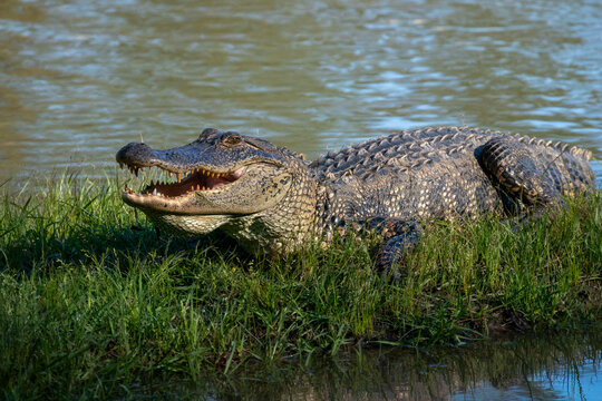 American alligator with it's mouth wide open showing dangerous teeth - Powered by Adobe