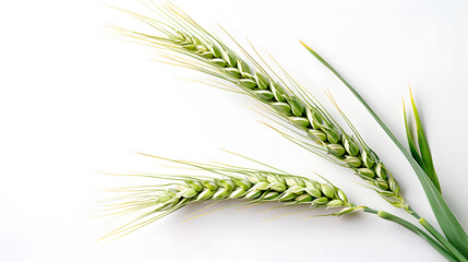 Two Stalks of Unripe Wheat on a White Background