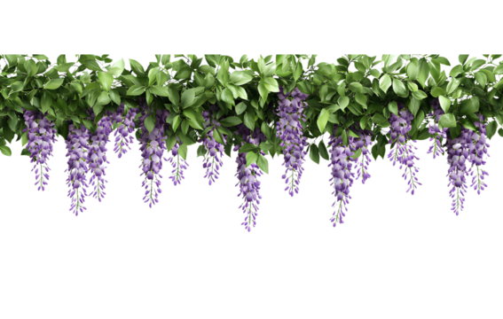 Wisteria garland hanging on the wall, purple flowers with green leaves, transparent background