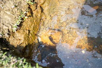 A pond is made up of mud and some water.