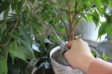 Houseplant Care Ficus Benjamin, yellowed leaves