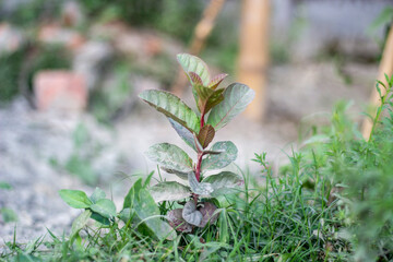 A green blurred background with numerous small leaves, branch