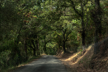 Fototapeta premium Road in the mountains of Corfu, Greece