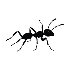 Ant walking black color on isolated white background