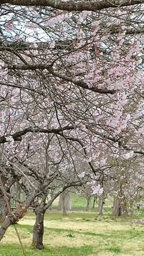 桜の動画①