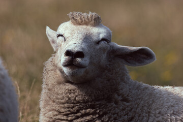  Smiling Close-Up of a Content Sheep