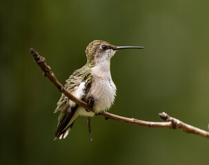 A fluffed up juvenile Ruby-throated Hummingbird resting on a thin twig