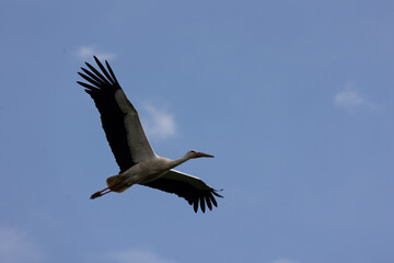 White Stork Soaring Through a Clear Blue Sky