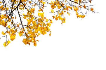 Autumn leaves isolate on transparent background.