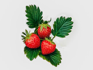 Vibrant wild strawberries, with their bright red hue, are surrounded by lush green leaves, creating a beautiful contrast