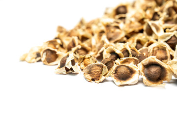 Organic Moringa oleifera seeds dried from Moringa tree on isolated white background