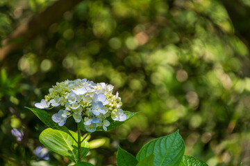 新緑に映える白いアジサイの花